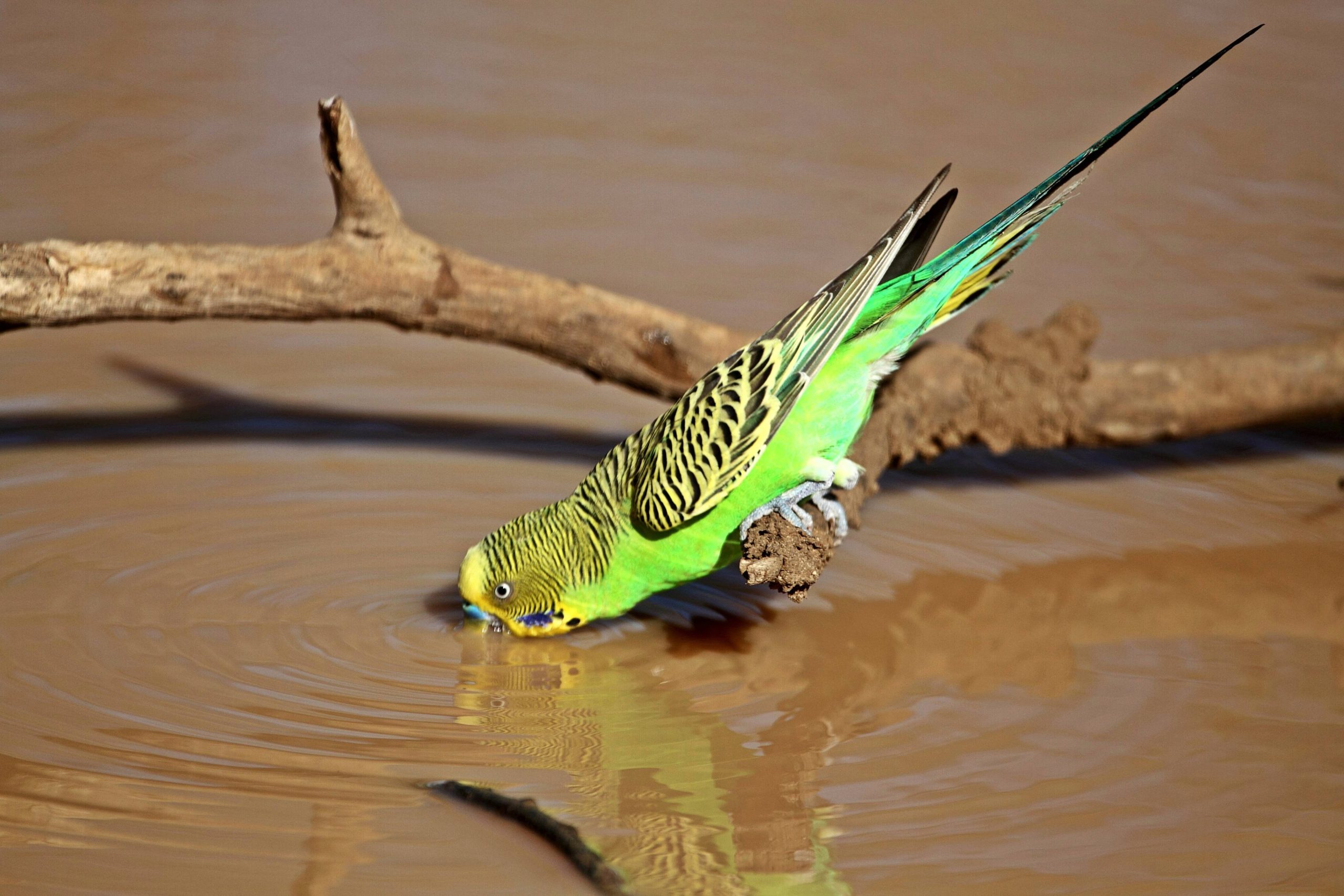 Adobe Express – file